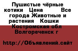 Пушистые чёрные котики › Цена ­ 100 - Все города Животные и растения » Кошки   . Костромская обл.,Волгореченск г.